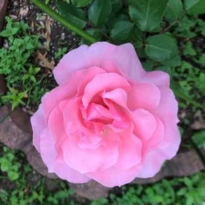 Meet your Posher, Melody